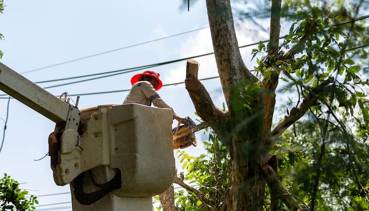 tree service league city