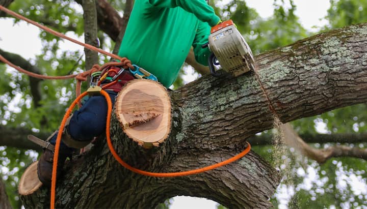 tree service league city