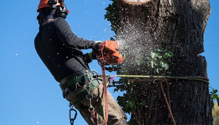 tree removal league city